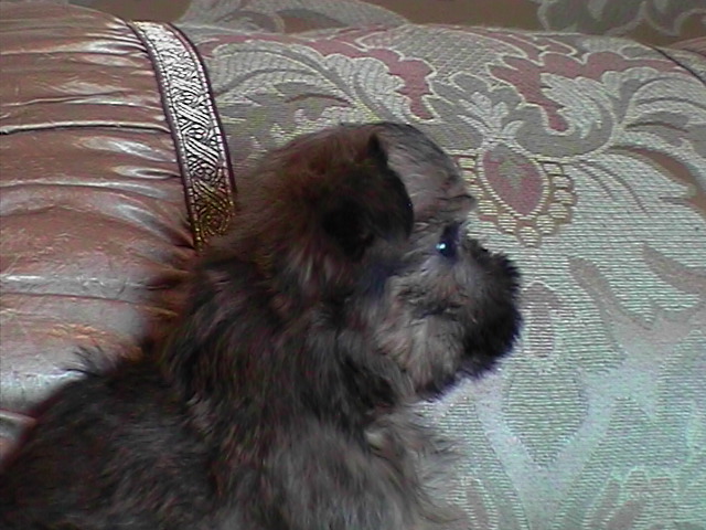 Brussels Griffon Puppy 3